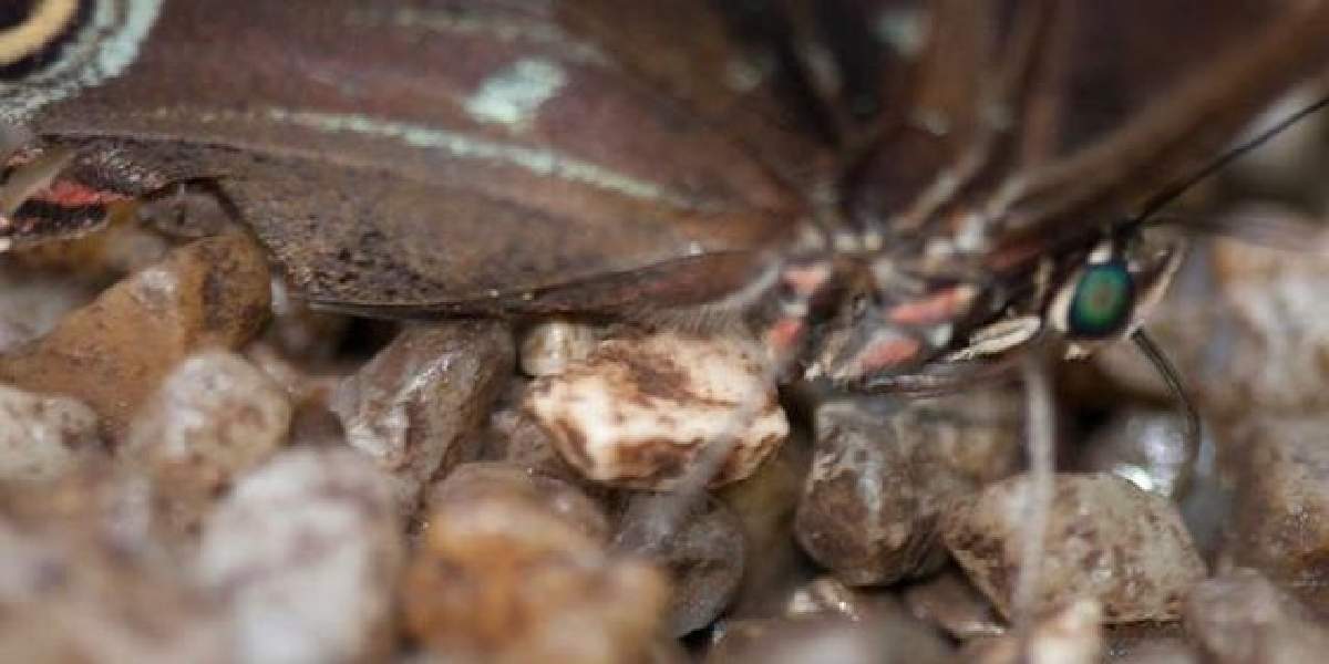 İstilacı tür için Türkiye alarmı! Masum göründüğüne aldanmayın: Bir ısırıkla yerle bir ediyor