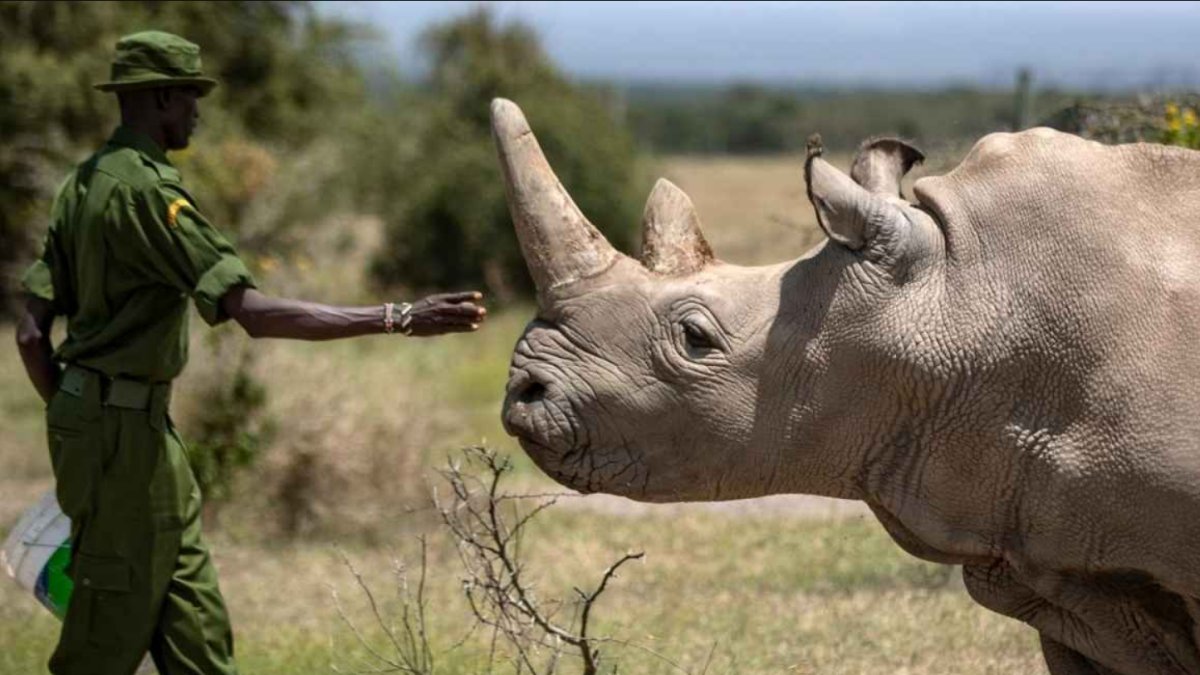 Dünyada Nesli Tükenmekte Olan Hayvanlar
