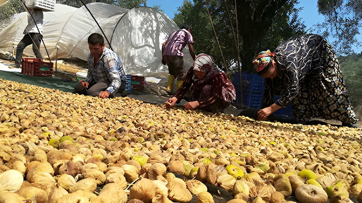 Üreticilerin beklediği haber geldi: Fiyatlar yüzleri güldürdü! TARİŞ, 2023 rakamlarını açıkladı
