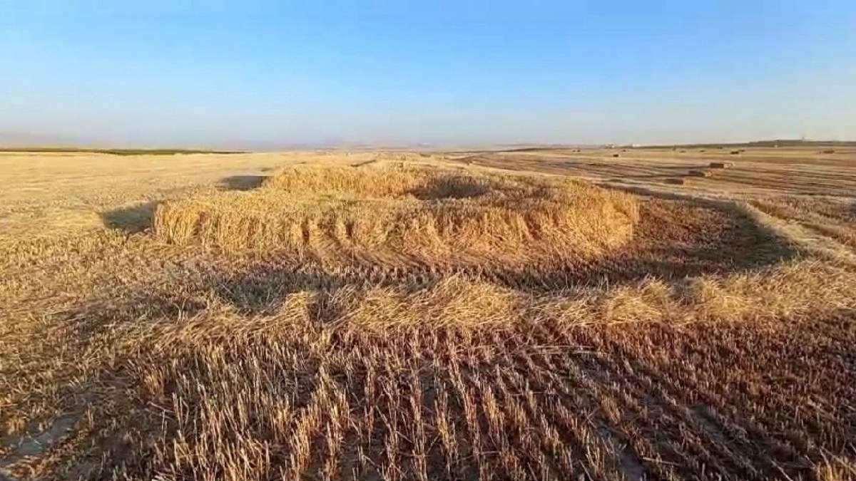 Kavurucu sıcaklıkların en acı tablosu! Edirne, Tekirdağ, Kırklareli... Çiftçi feryatta, her şey bir anda yerle bir...