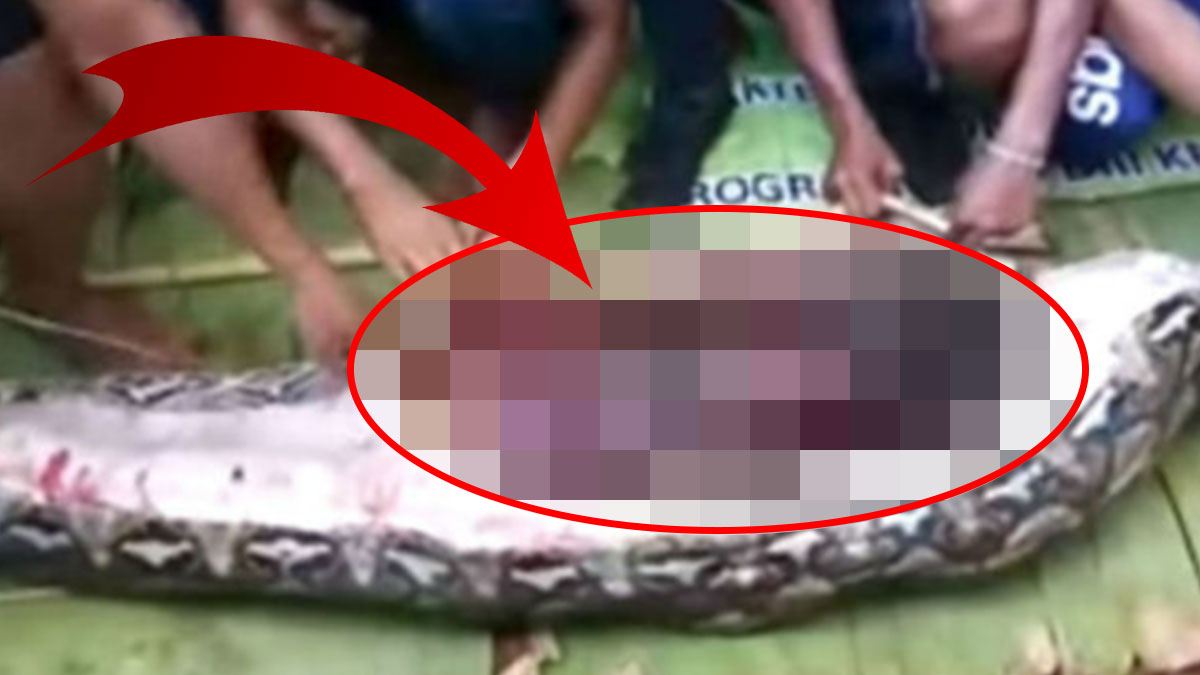 Dev yılan, bahçesini temizleyen kadını yedi! Görüntüler dehşete düşürdü