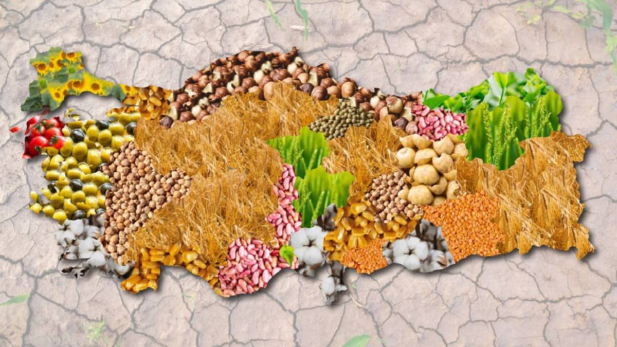 Türkiye felaketine sürükleniyor! O ürünlerin yetiştirilmesi yasaklanmalı! Çay, mısır, fındık… Tehlike kapıda herkes aç kalacak