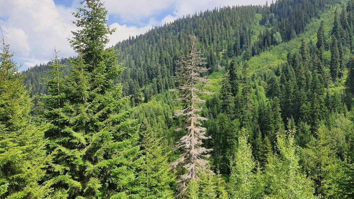 3 kentteki bazı alanlar orman sınırından çıkarıldı