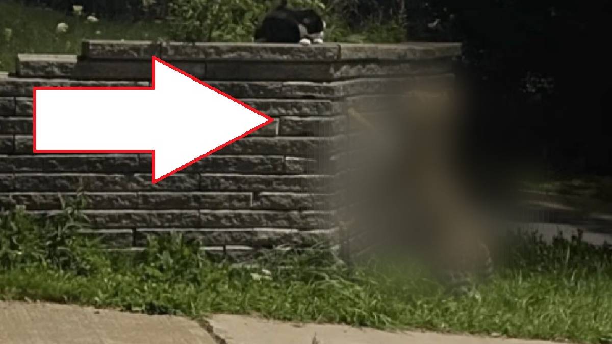 Vahşi doğadan kaçıp şehre indi! Görenler dehşete düştü… Resmen sokakta başıboş dolanıyor