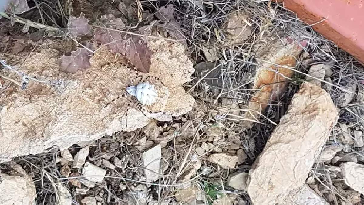 Dünya'ya zehir saçan o canavar Afyon'dan sonra şimdi o ilimize sıçradı! Tehlike gittikçe büyüyor: Bir ısırığıyla öldürüyor