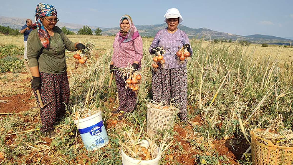 Çiftçinin yeni alternatifi yüzleri güldürdü! Susuz üretimde büyük başarı: 3 dönümden 6 ton verim!