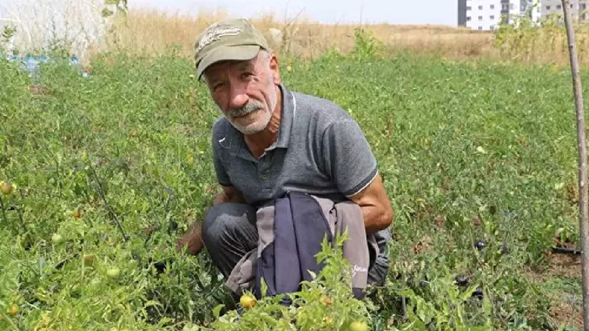 İsrail'e inat ata tohumu üretti! 100 metrekarede büyük verim sağladı! Şimdi hepsini ücretsiz dağıtıyor