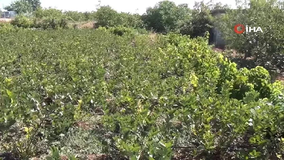 Bu işe giren köşeyi döndü: Kilo fiyatını görenlerin dudağı uçukluyor… Üretim için bakanlıktan teşvik bile var