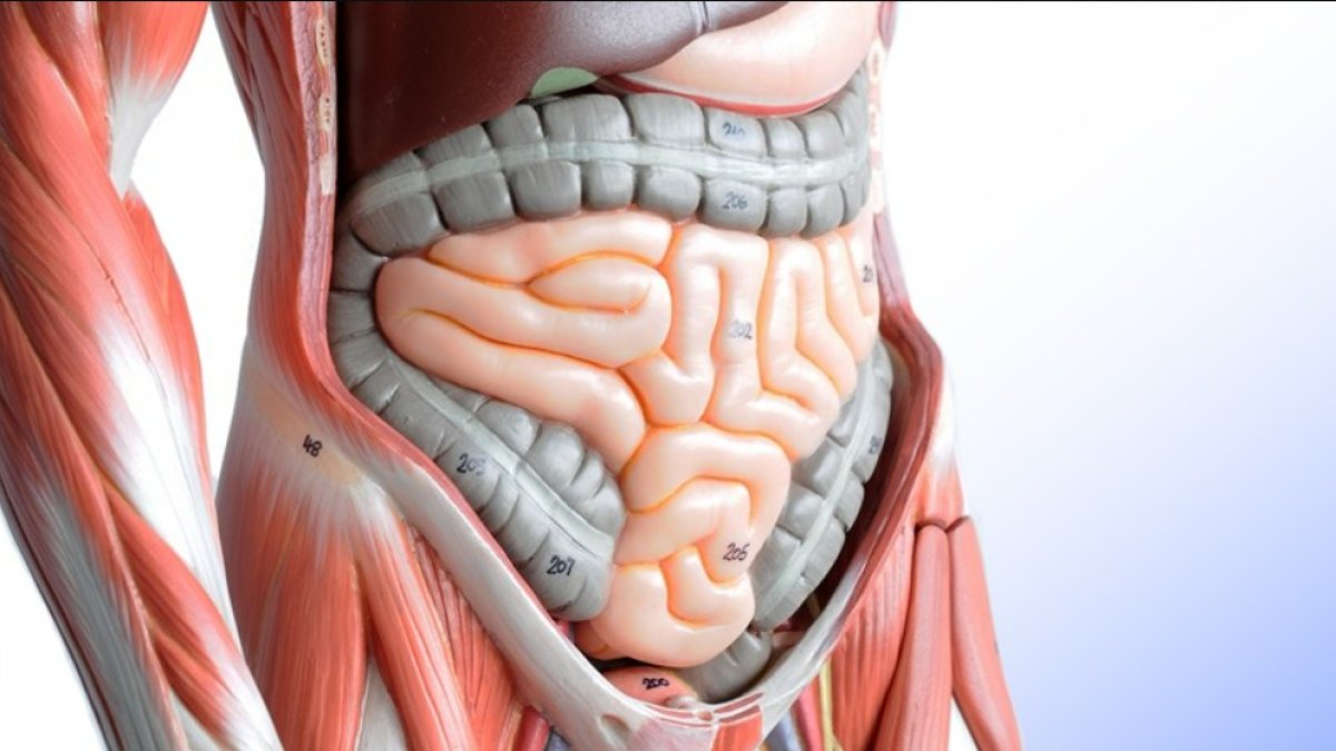 Bağırsak Enfeksiyonuna Ne İyi Gelir: Doğal Yöntemler ve Öneriler