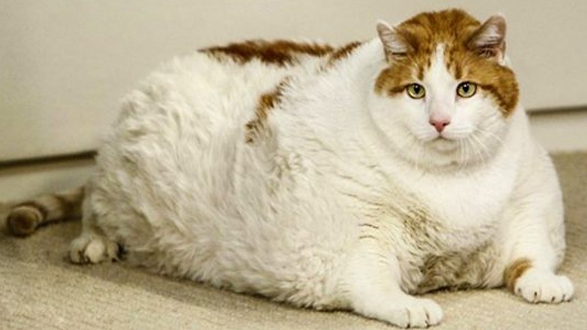 'Yanlış mama kullanımı obezite oluşturuyor'