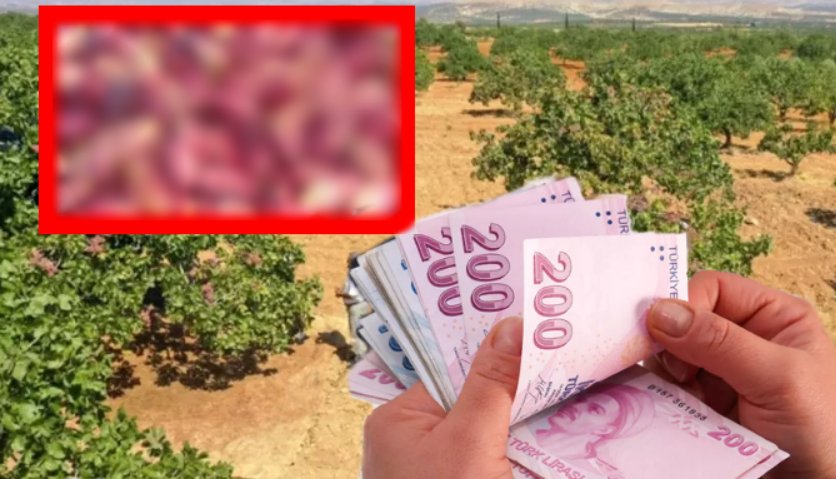 Daha tarlada yeşilken kapış kapış satılıyor! Yeşil altında hasat başladı, kilosu tarladan 110 TL