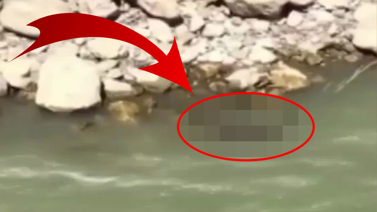 Yıllar sonra ilk kez görüldü! Herkes korkulu gözlerle ona baktı ama... Sonrası çok sevindirici