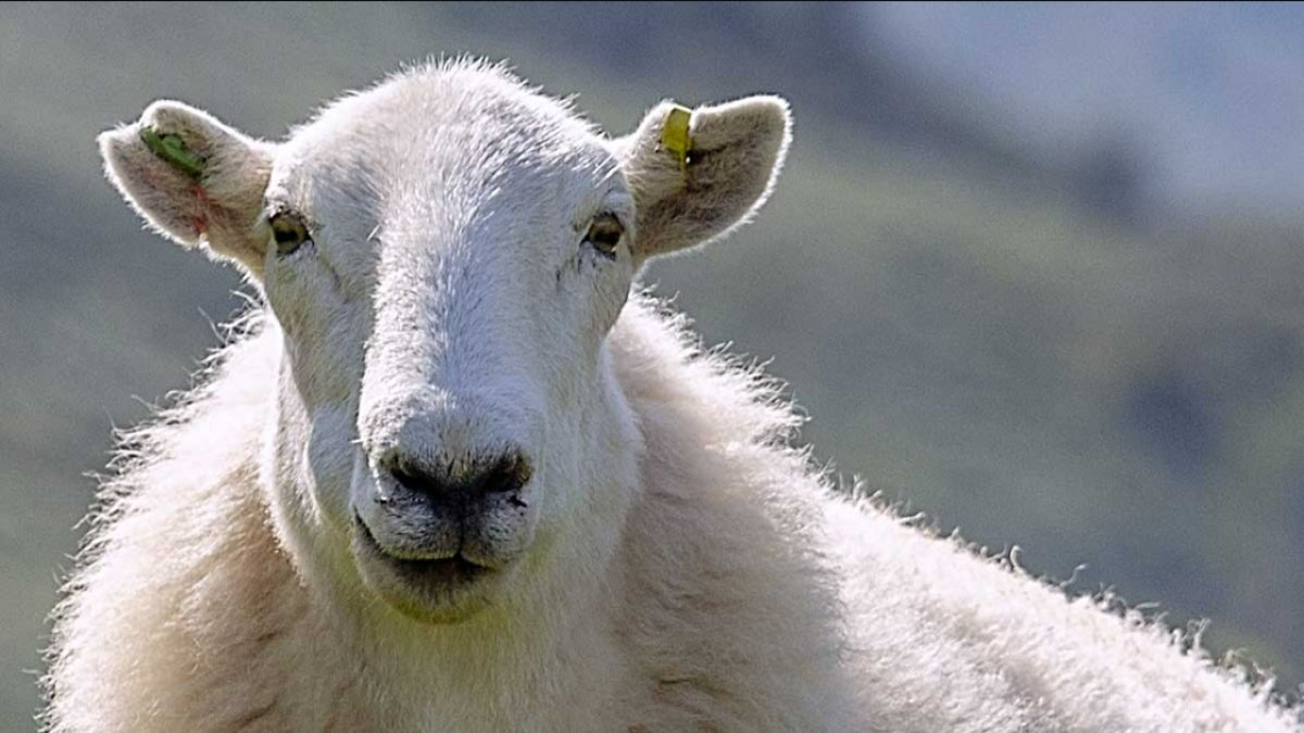 Rüyada Kurban Kesildiğini Görmek: Anlamı ve Tabiri