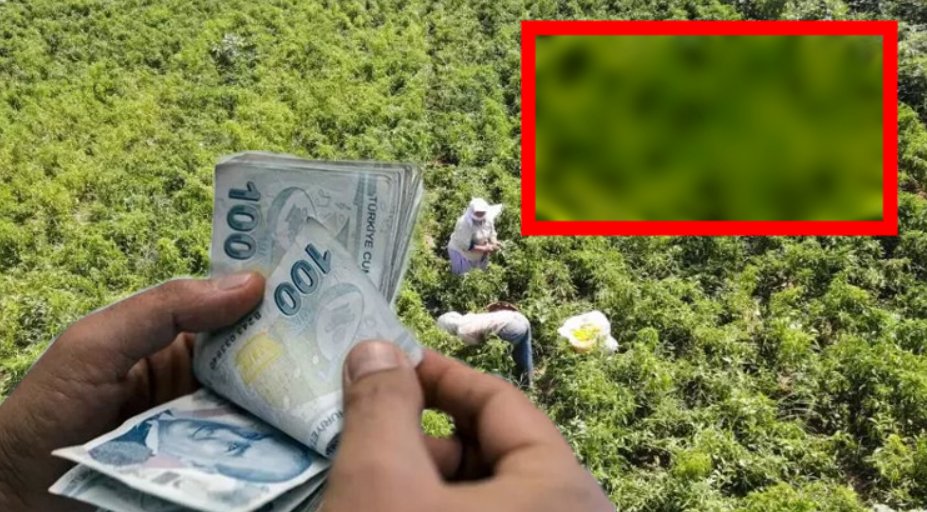 Toprakta yetişen altın! Tonlarca fışkırıyor! Bunu yetiştiren servetine servet kattı! Kilosu o fiyattan satılıyor...