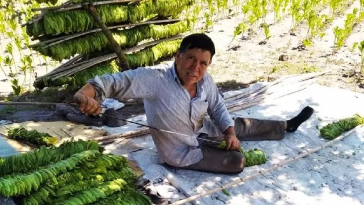 Servet değerinde! Onu eken çiftçiler adeta kazançlarını ikiye katladı! Kilosu 115 TL...