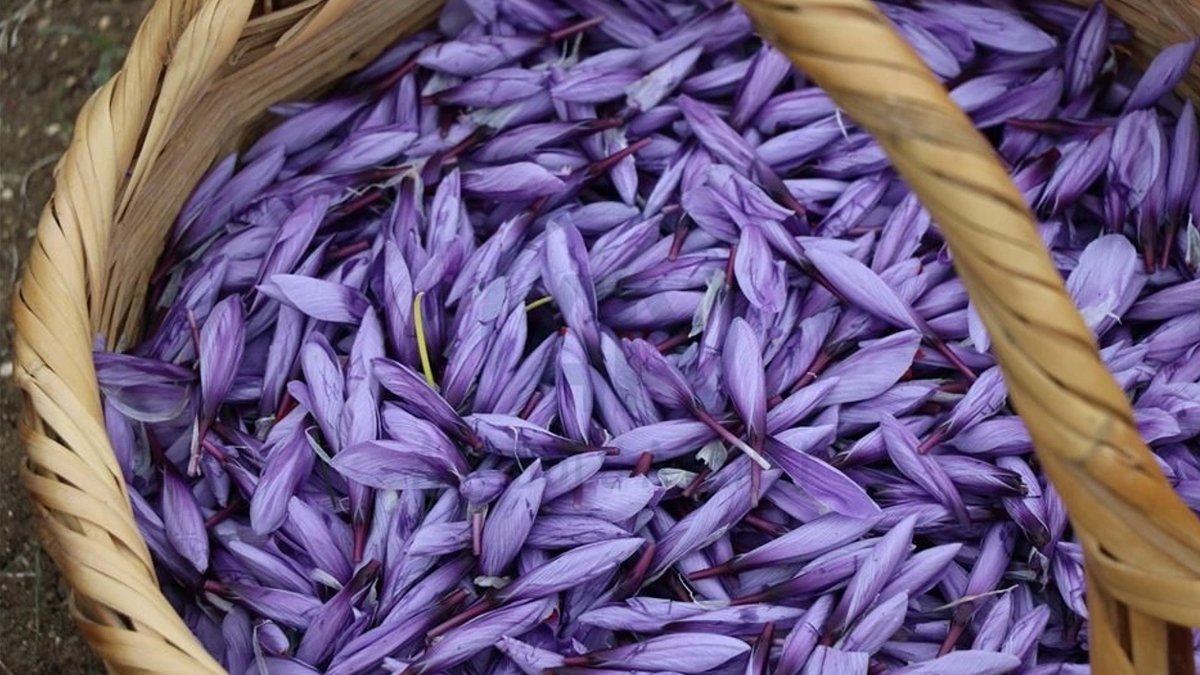 Safranbolu safranı artık AB tescilli