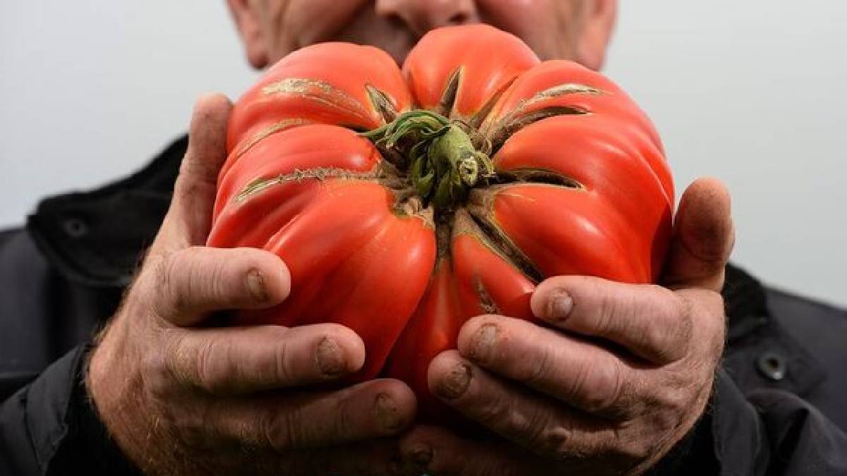 Ata tohumuyla domates üretti şimdi sipariş yetiştiremiyor! Tek bir tanesi 1 kiloyu geçkin, üretici taneyle satıyor