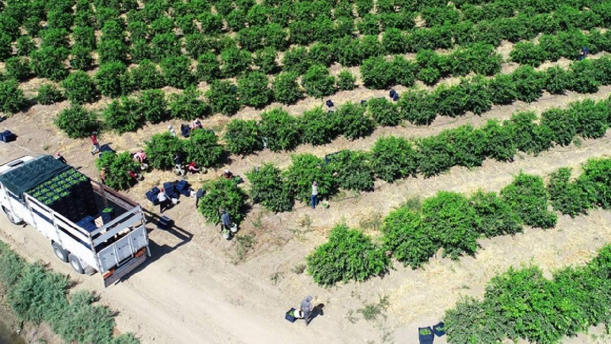 Avrupa ve Rusya'nın gözbebeği! 'Mayer' cinsi Türkiye'de sadece 2 bölgede üretiliyor: Hem sağlıklı hem de ucuz