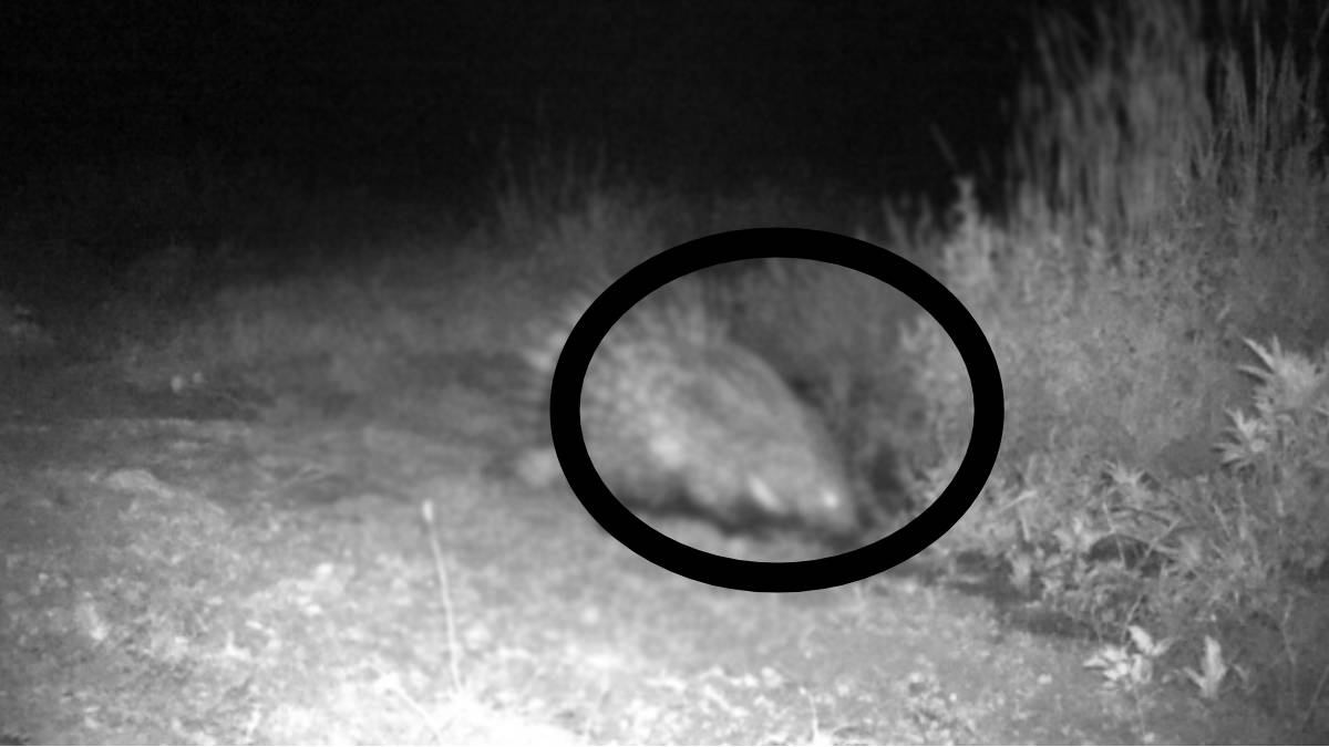 Gördüğü anda üstüne atlıyor! Bu canavar ne bulduysa lime lime etti! Adeta gizli savaşcı