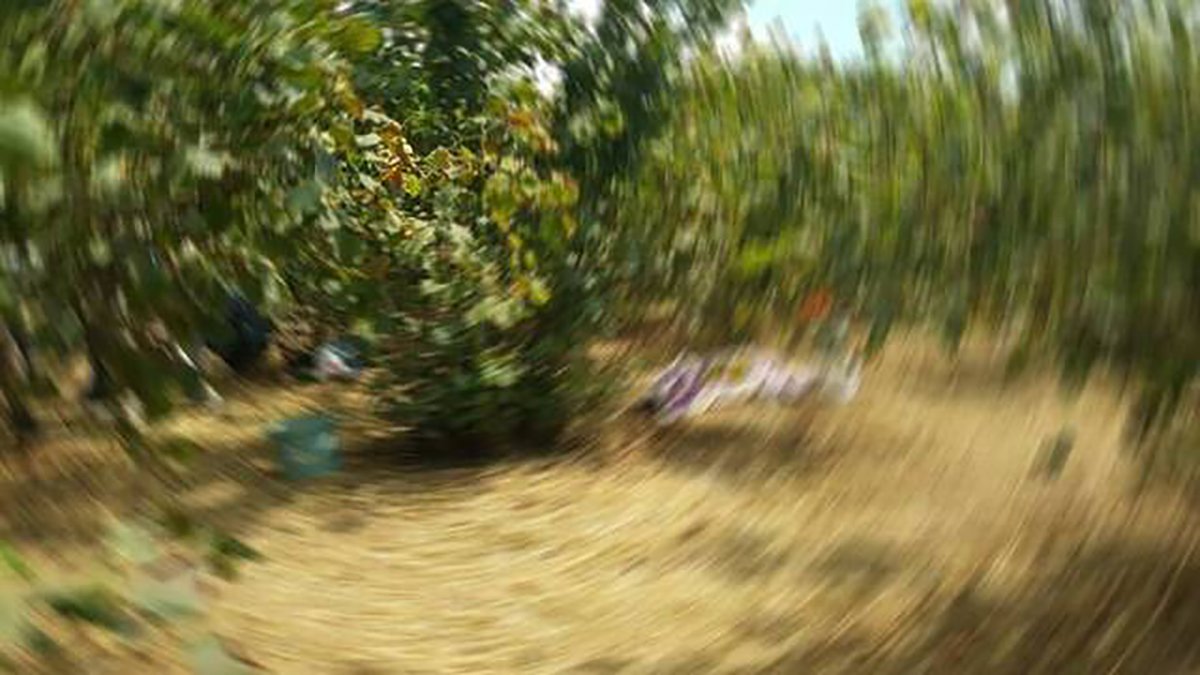 Fındık bahçesinde silahlı saldırı: 1'i çocuk 2 yaralı