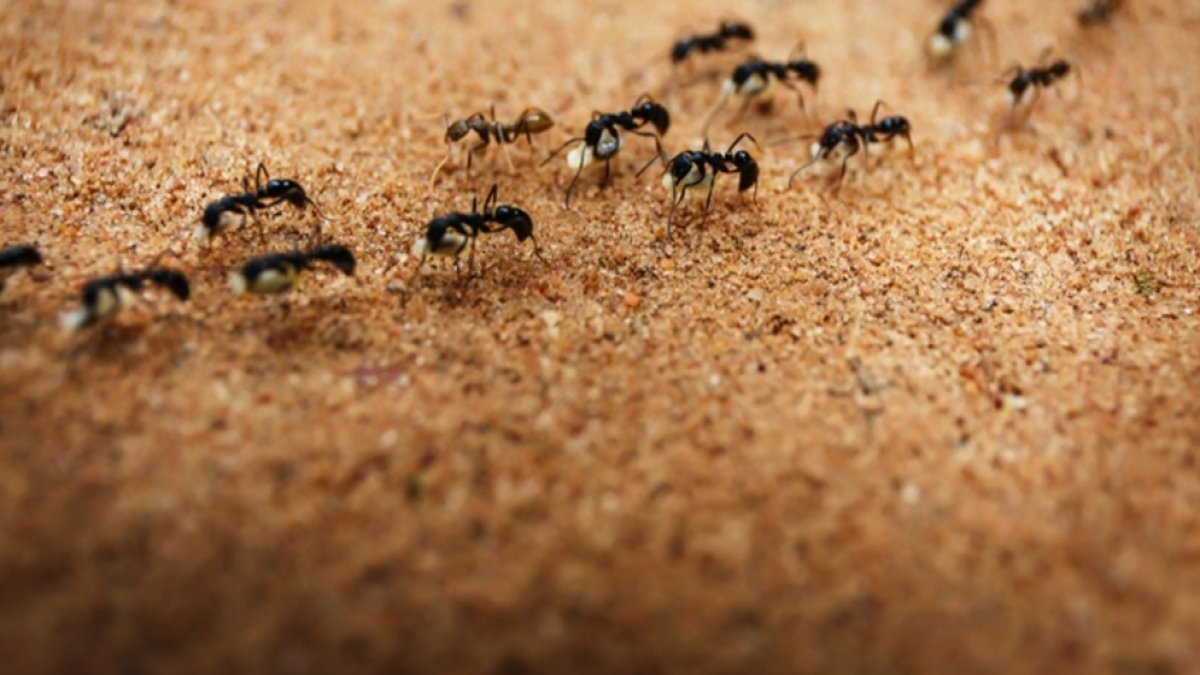 Karıncalardan Nasıl Kurtulunur: Evdeki En İnatçı Misafirleri Uzaklaştırma Rehberi