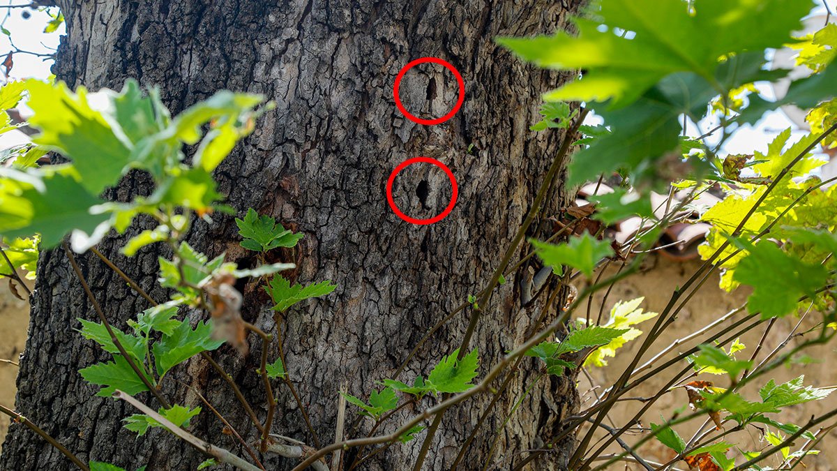 Kurşun deliği zannettiler, gerçeği öğrenince dönüp tekrar baktılar! 2012'den beri sinsice yayılıyor