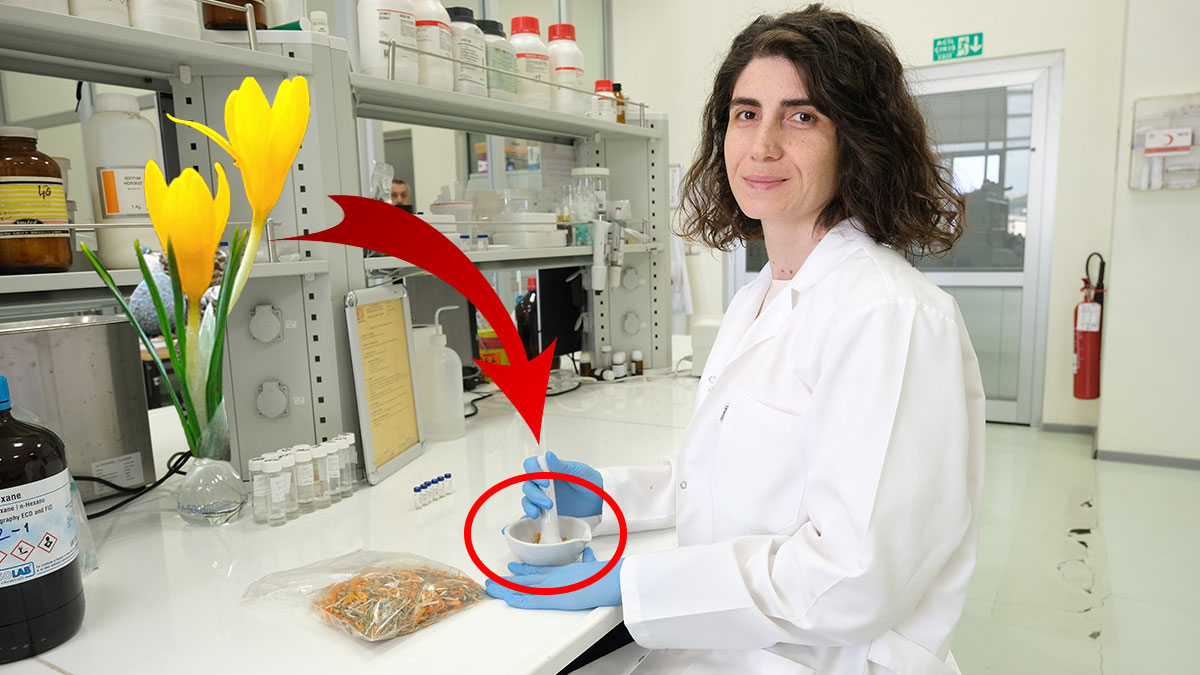 Sadece o ilimizde yetişiyor: Cilt ve deri hastalıklarına doğal şifa! Tıp dünyasında kilometre taşı olabilir