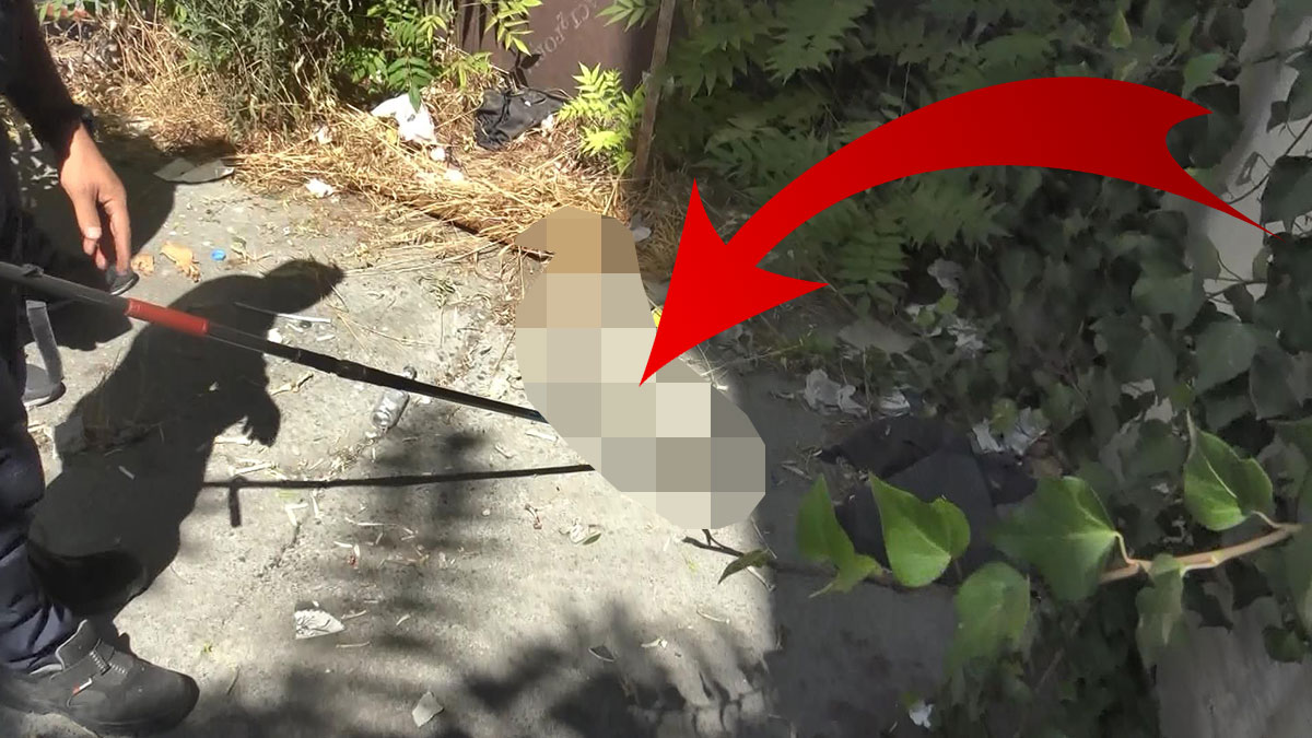 İstanbul'un göbeğinde ortaya çıktı, kediye saldırırken yakalandı! 1 metre uzunluğunda, zor zaptedildi