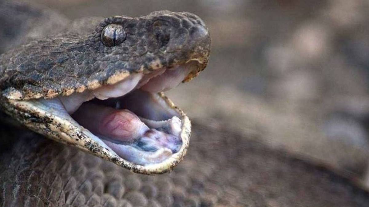 Dünyanın en zehirli yılanı saldırıya geçti... Yılanlar resmen çıldırdı! Topraktan fırlayıp öldürmeye başladılar