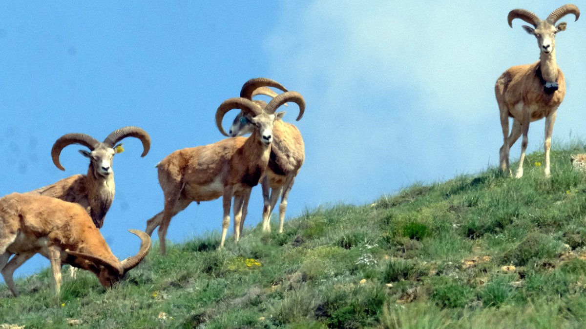 Doğa Koruma ve Milli Parklar 'av turizmini' başlattı: 675 bin liralık katliam