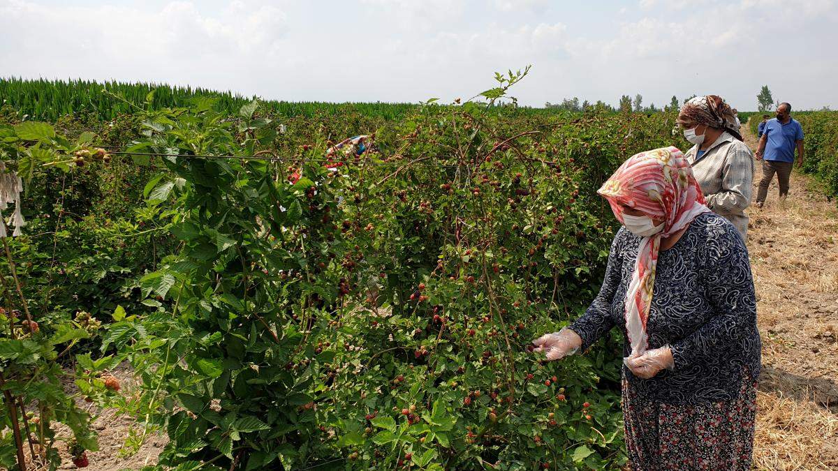 Moramıt meyve vermeye başladı, herkes o köye akın etti! Toplaması zahmetli ama şifa deposu