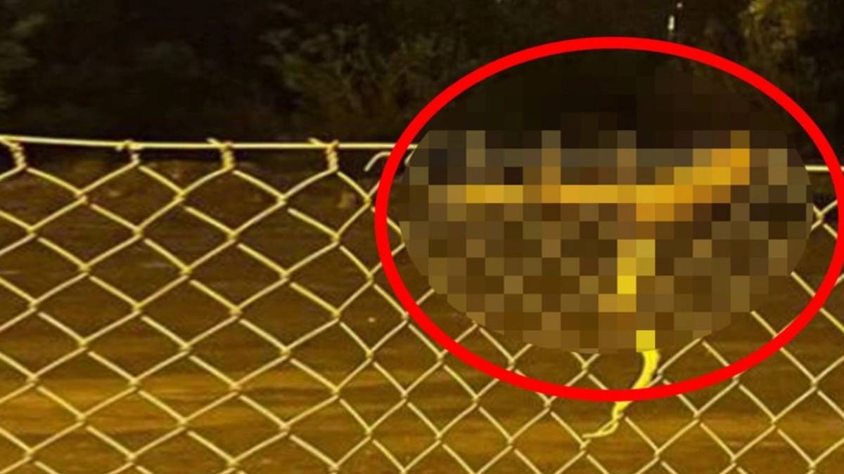 Burası Afrika değil Türkiye! Dev yılan sokak ortasında dehşet saçtı... O ilimizde istila başladı!