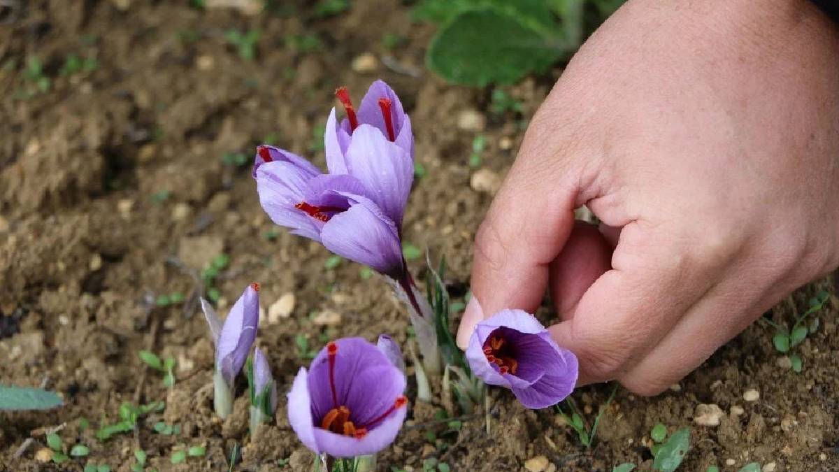 Yolda, ormanda gezerken gözünüzle bu bitkiyi arasın! Bunu bulan parayı götürüyor, kilosu tam 550 lira