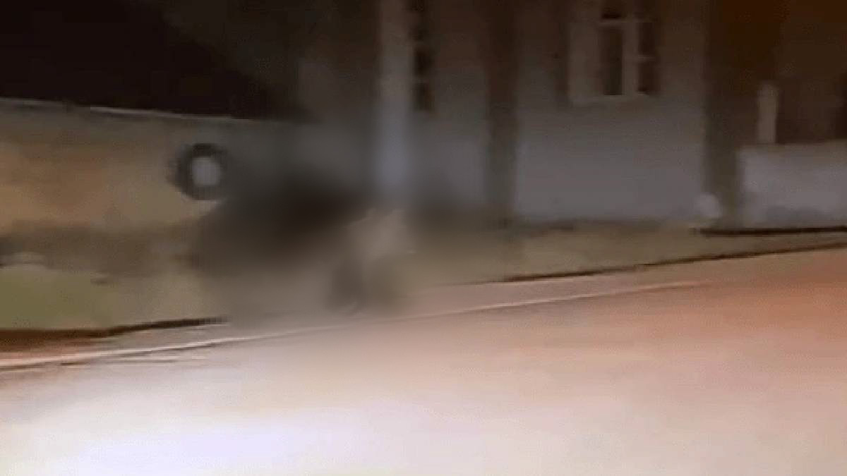 Antalya, Isparta ve Muğla'dan sonra sıra Bolu’ya geldi! Bir anda ortaya çıkıyorlar... Canını seven sokağa adım atmasın