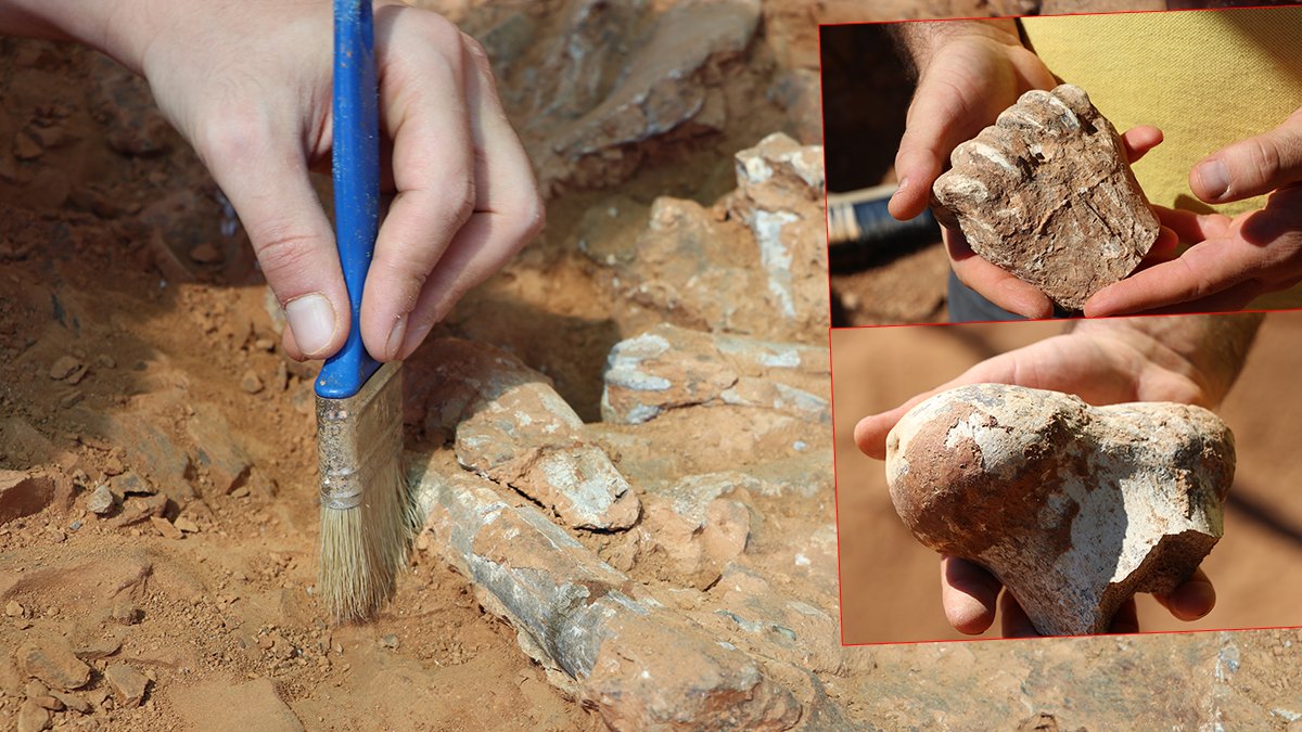Tarihe ışık tutan keşif! Bu fosiller tam 9 milyon yıllık