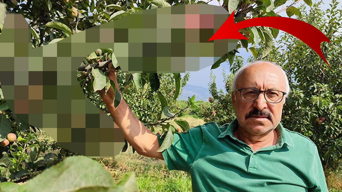 Elma üreticileri, bir gün uyandıklarında gördükleri karşısında şaşkına döndü! Elmanız böyleyse sakın yemeyin
