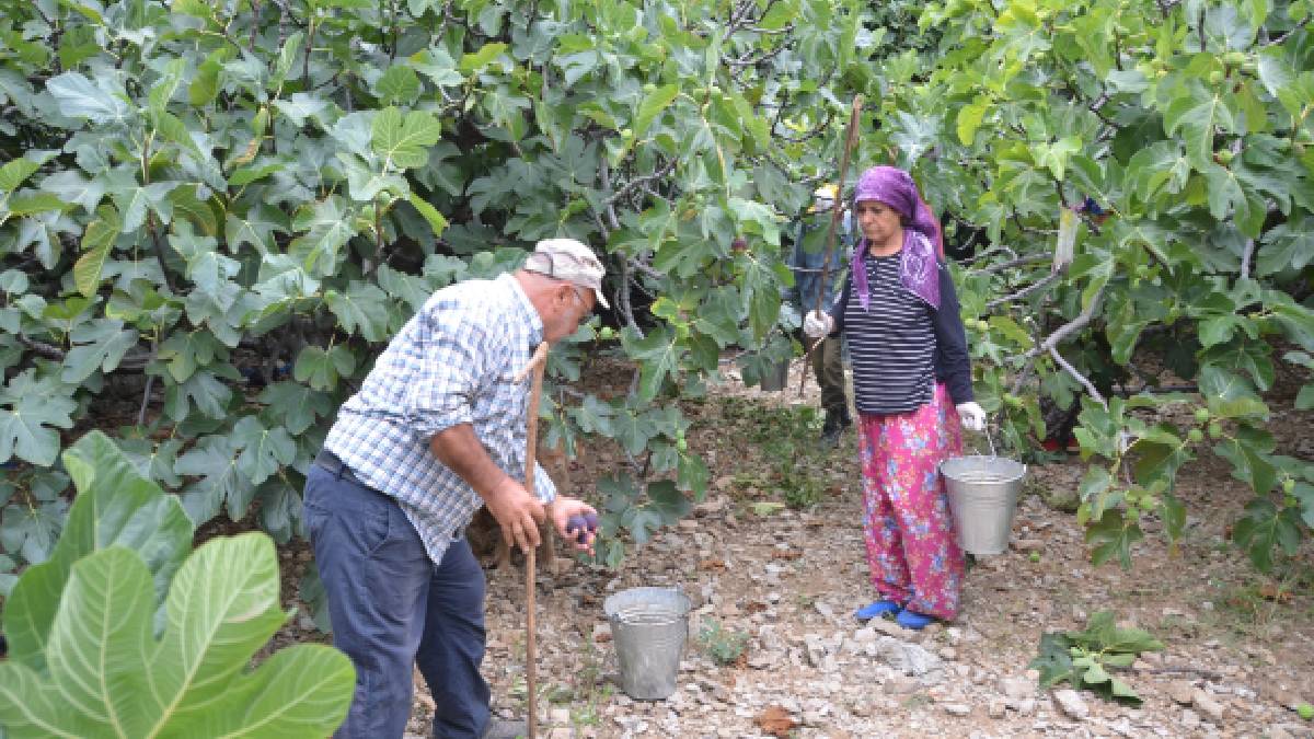 Dünyanın gözü Türkiye'nin siyah incisinde! Ton ton almaya geliyorlar! Resmen para kırdırıyor! 6 tanesi 50 TL’den…