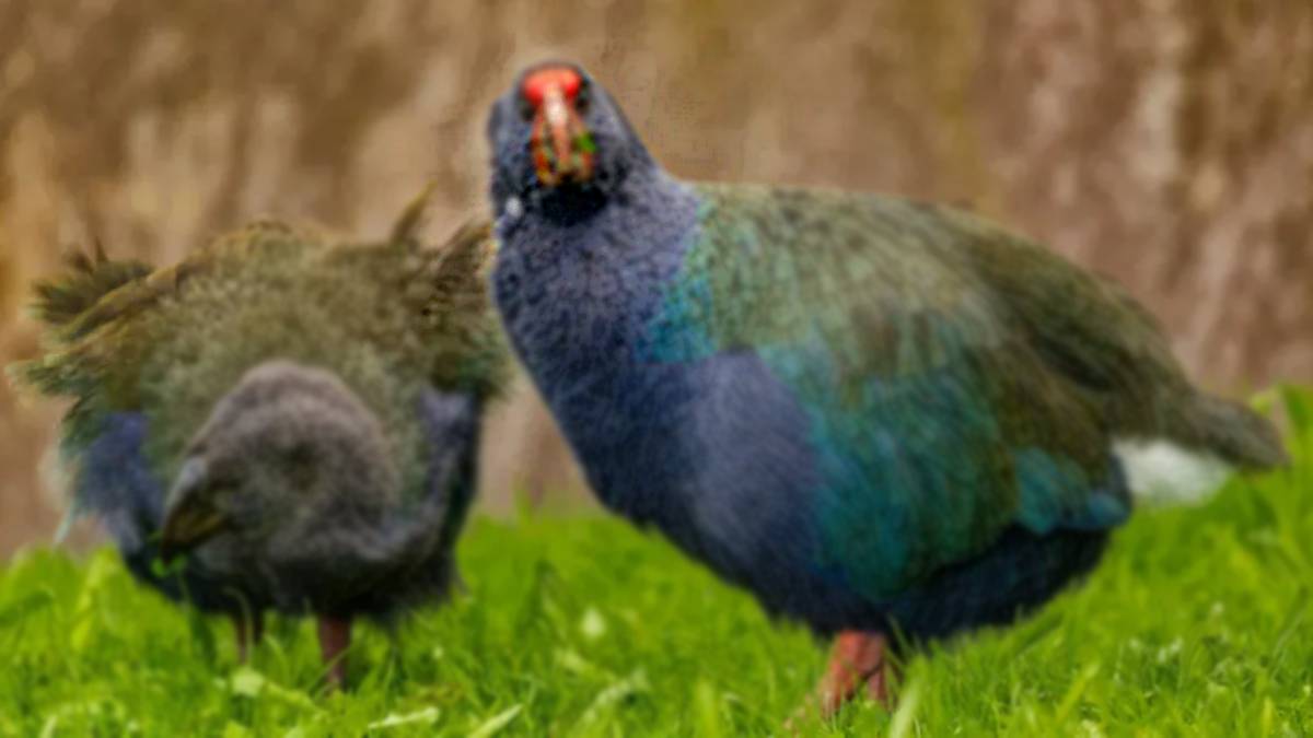 125 yıl önce kökü kurumuştu! Bir tesadüf ortaya çıkardı! Zamanda yolculuk yapmışlar! Bir türün yeniden doğuşu…