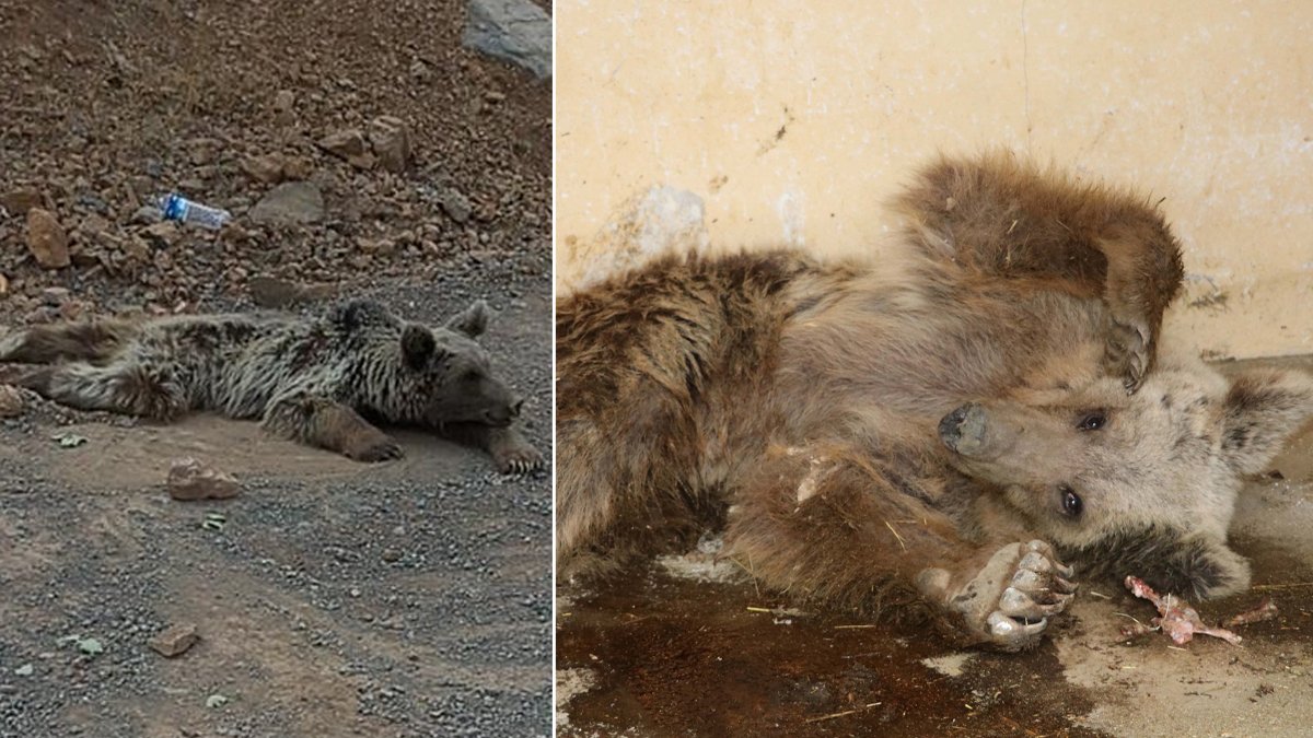 Kaya parçaları değil kurşun yaralamış