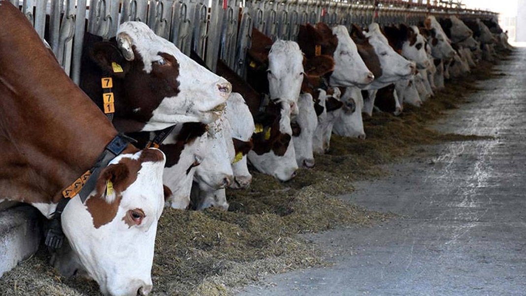 TÜİK'ten endişelendiren açıklama: Büyükbaş ve küçükbaş hayvan sayısında ciddi azalma