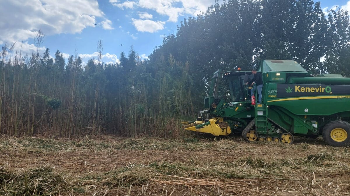 Ekimine izin verilen tek yer! O ilimizde kenevir hasadı başladı, en çok ilaç sektöründe kullanılıyor