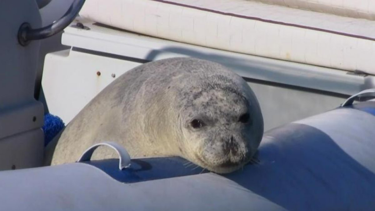 Akdeniz Fokunun Nesli Tükendi Mi?