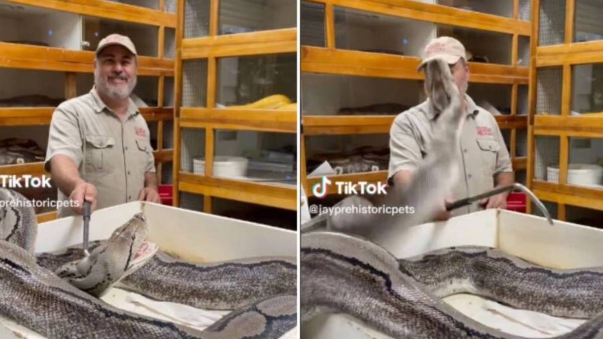 İzleyenlerin ağzı açık kaldı! Metrelerce uzunluktaki yılanı öyle bir omuzuna aldı ki... Az kalsın canından oluyordu!