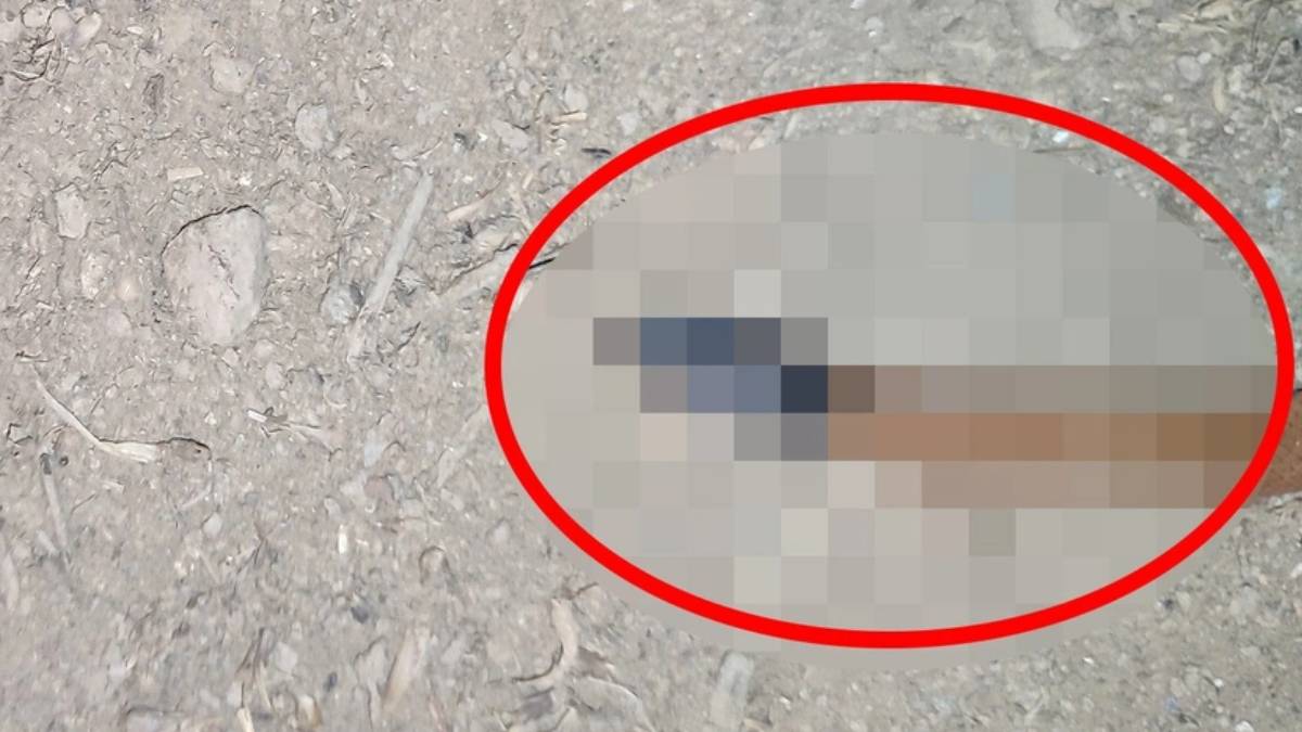 Burası Amerika değil Türkiye! Karanlığın ortasından sürüne sürüne ortaya çıktı... Böyle bir yılanı ilk defa göreceksiniz!