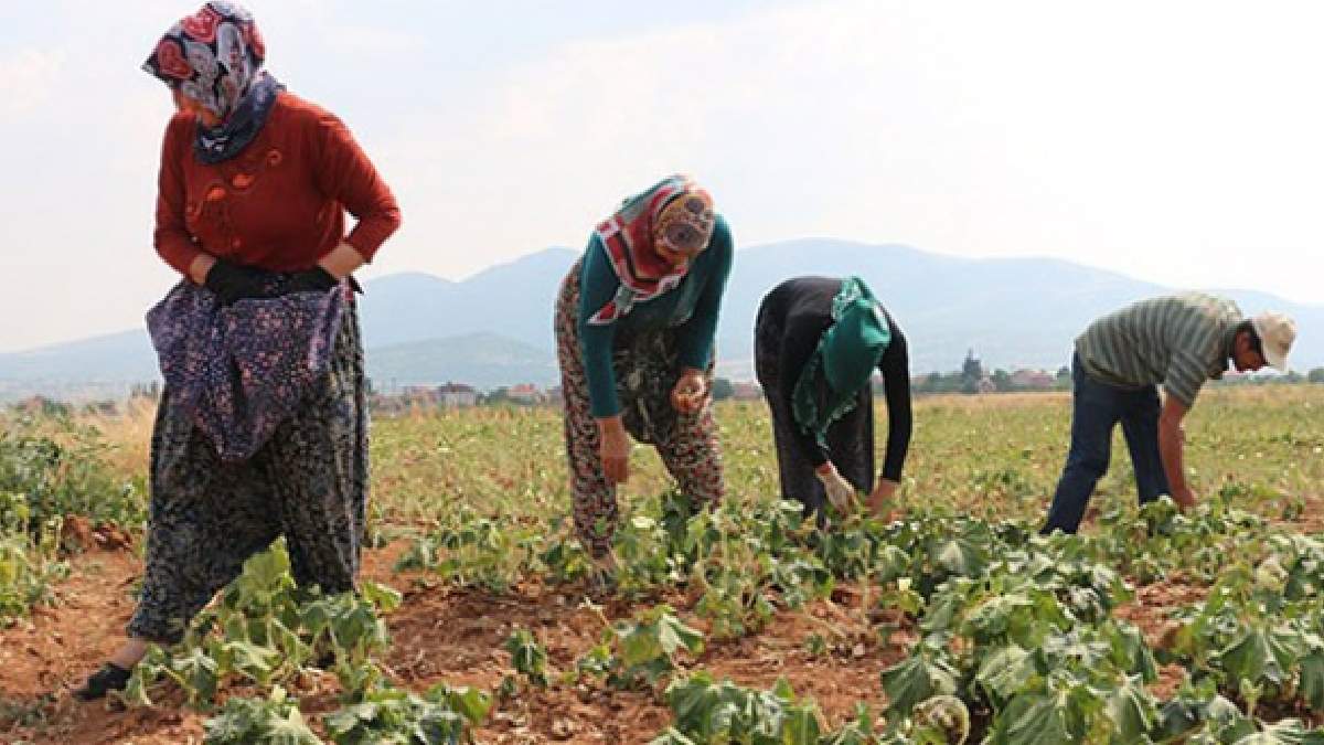 Bütün köy o meyveden geçiniyor! İlaçsız gübresiz bile yetişiyor, kilosu 12 TL'den kapışarak alıyorlar