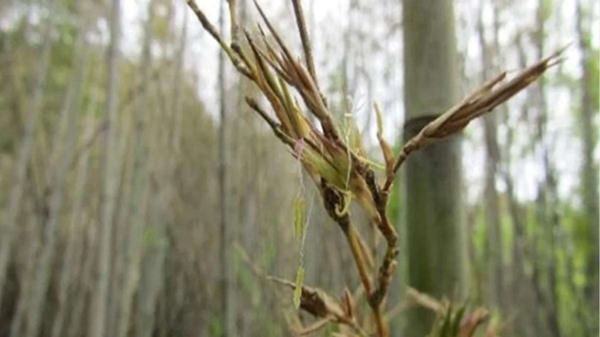 120 sene sonra bir ilk! Henonis Bambusu çiçeklendi, bu olay felakete neden olabilir