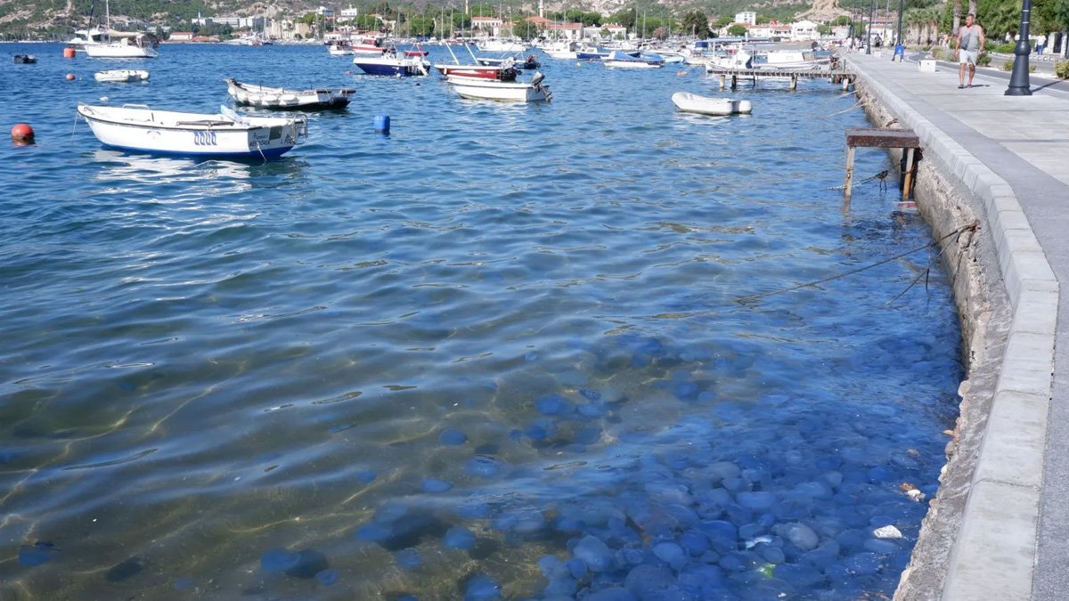 Daha önce Zonguldak ve Bartın'da görülmüştü! İzmir'de istila başladı, mavi denizanaları tüm denizi kapladı