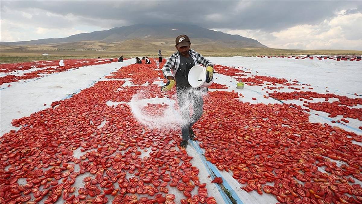 Türkiye'nin o bölgesinde yetişiyor! 12 kilosu 1 kilo ediyor! Türkler yüzünü bile göremiyor