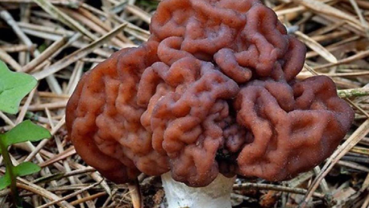 Herkes zehirli diye uzak duruyor ama... Bilim insanları açıkladı: Onu yiyenler demir gibi oluyor