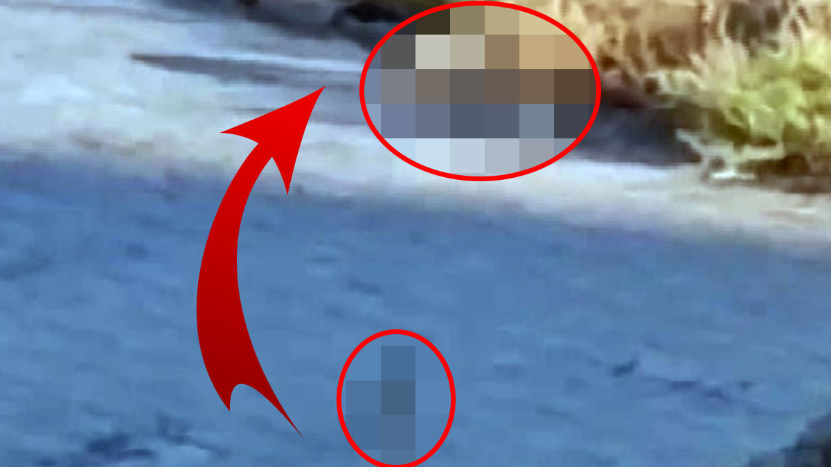 Boş arazide kimse görmüyor zannettiler, meraklı gözleri fark edince sağa sola kaçıştılar! O ilde görüntülendiler